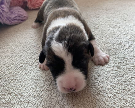 pups covventinea orianna x welshclan's quanto