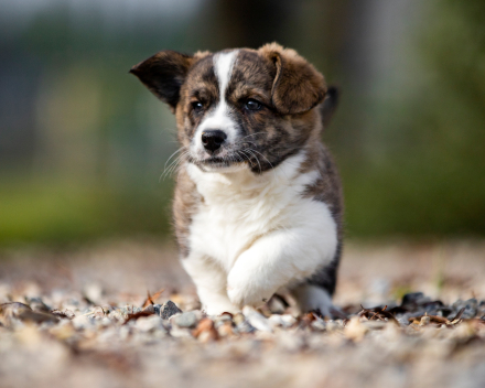 Puppy nest A