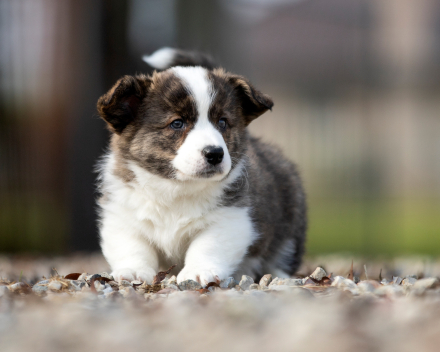 Puppy nest A