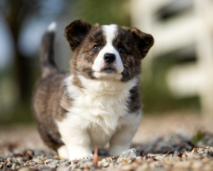 Puppy nest A