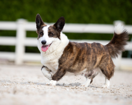 pups covventinea x welshclan's quanto