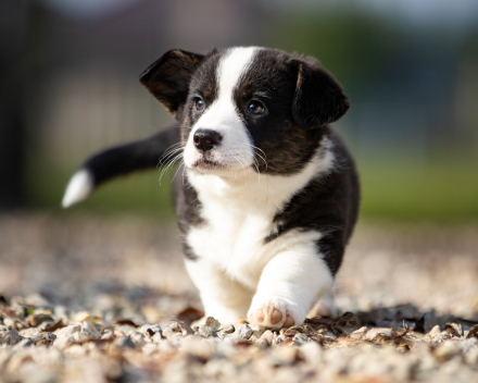 Puppy nest A