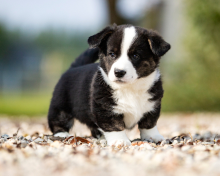 Puppy nest A