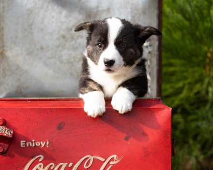 Puppy nest A