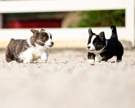 Puppy nest A