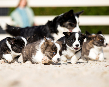 Puppy nest A