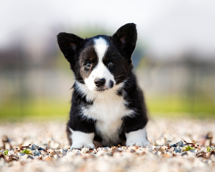 Puppy nest A