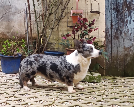 pups macy en manny