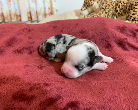 puppy nest B