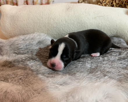 puppy nest B