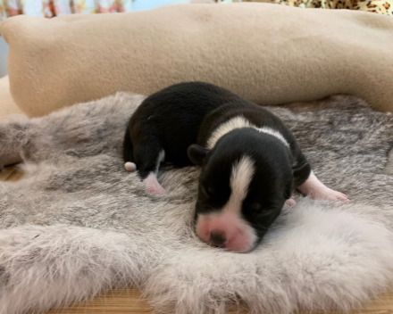 puppy nest B