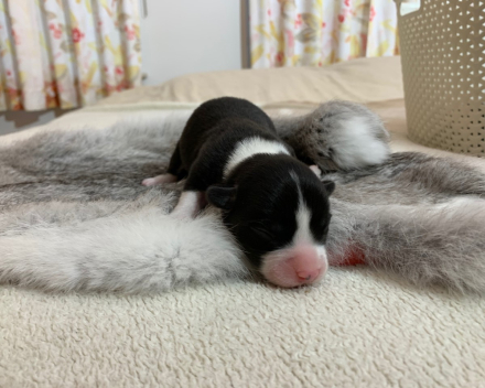 puppy nest B