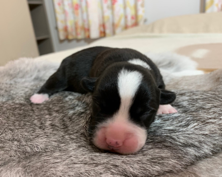 puppy nest B