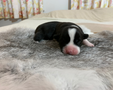 puppy nest B