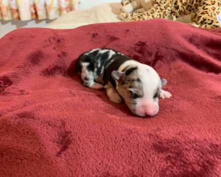 puppy nest B