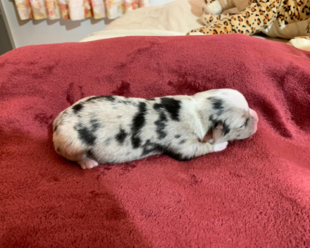 puppy nest B