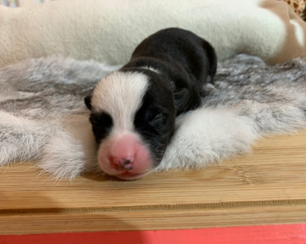 puppy nest B