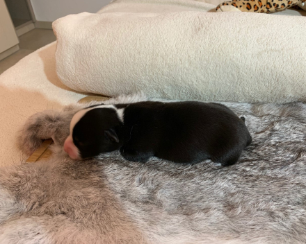 puppy nest B