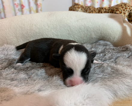 puppy nest B