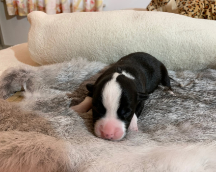 puppy nest B
