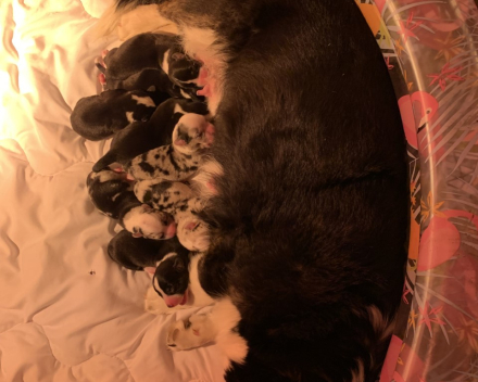 puppy nest B