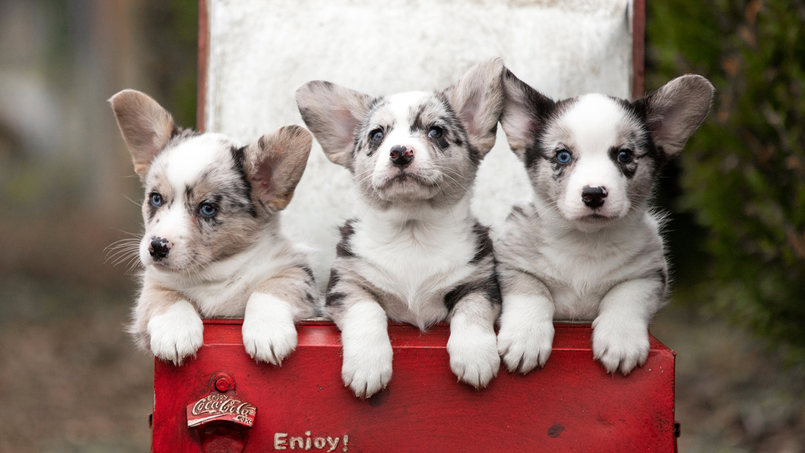 Home MM Welsh Cardigans