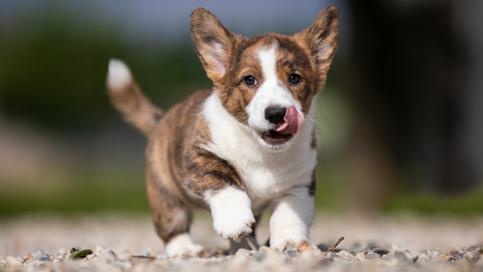 Over ons MM Welsh Cardigans
