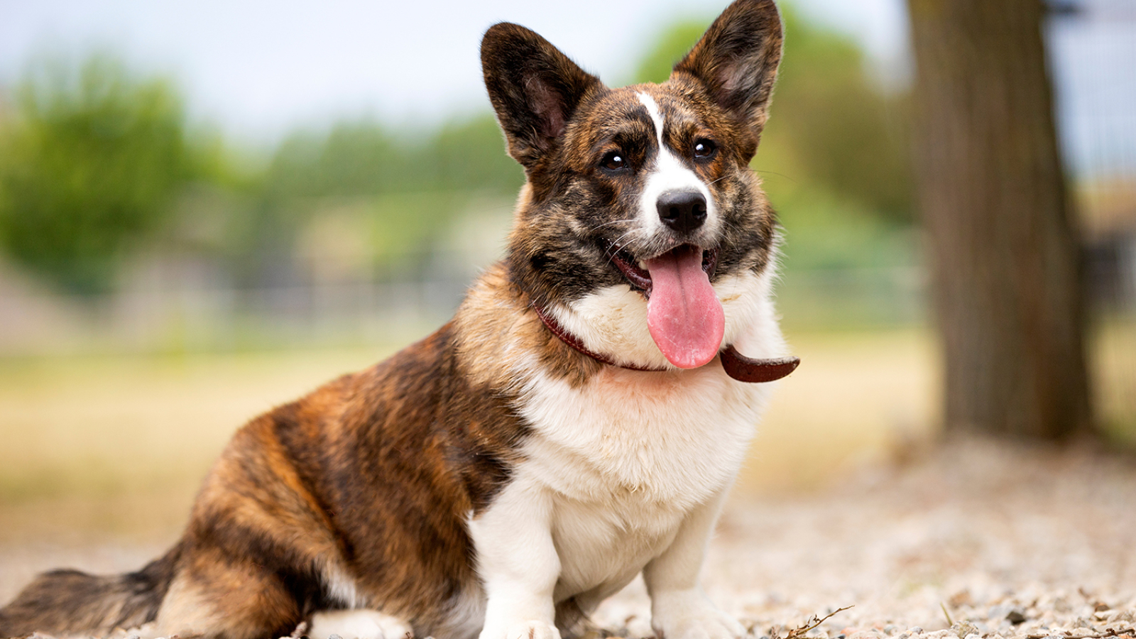 Over ons MM Welsh Cardigans