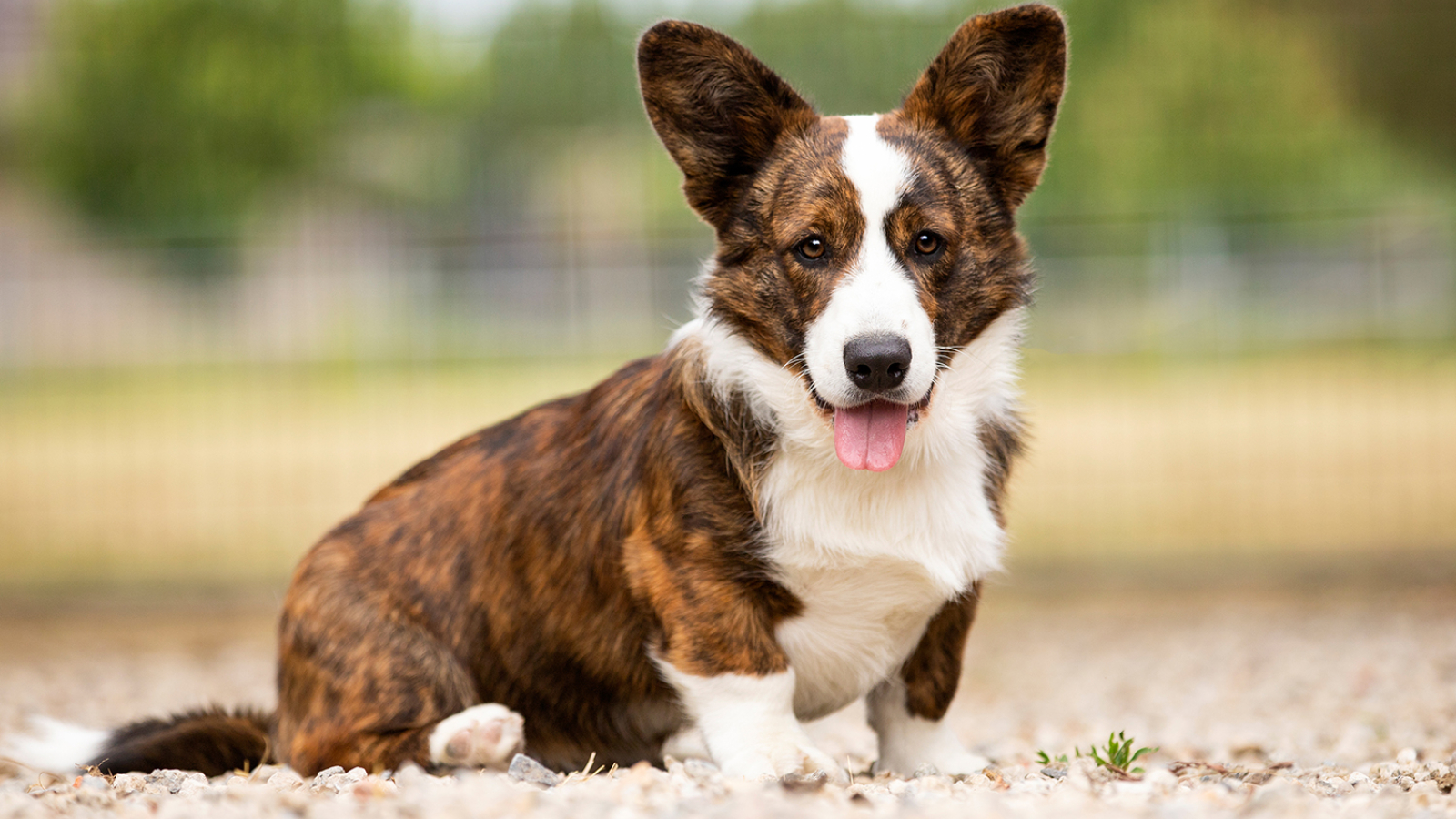 Over ons MM Welsh Cardigans